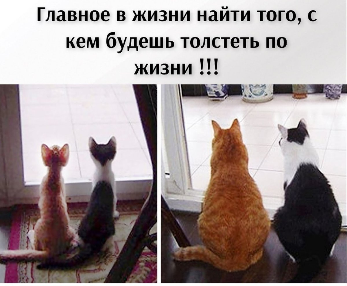 Толстый и худой кот