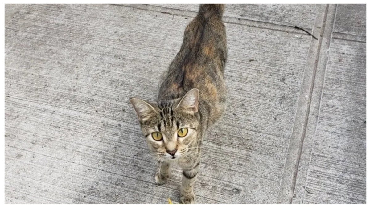 Бездомная беременная кошка