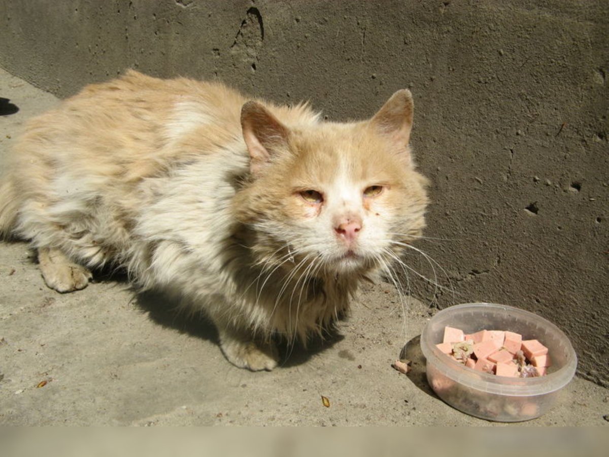 Бездомный кот