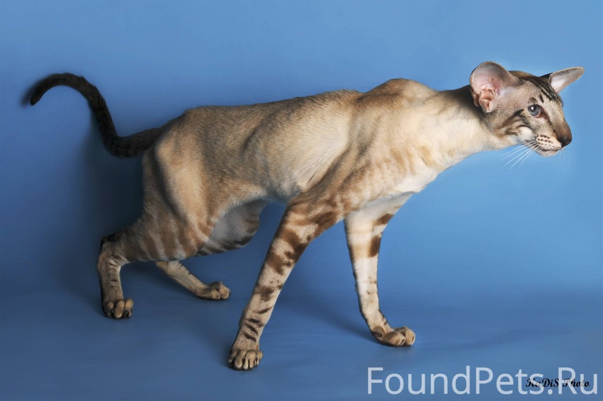 Поджарый кот