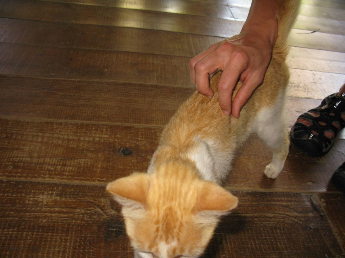 Облезлый кот