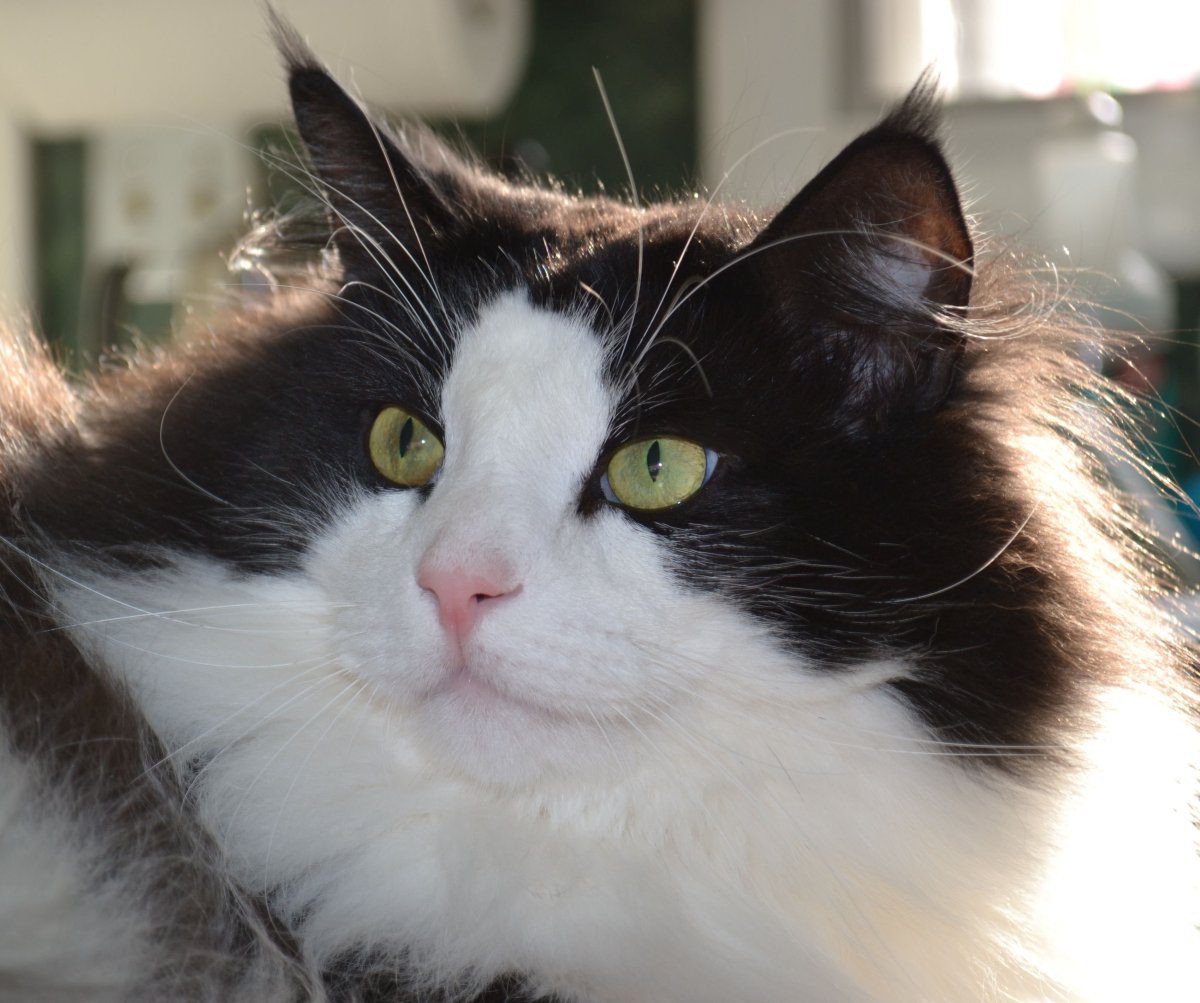 Сибирская кошка биколор