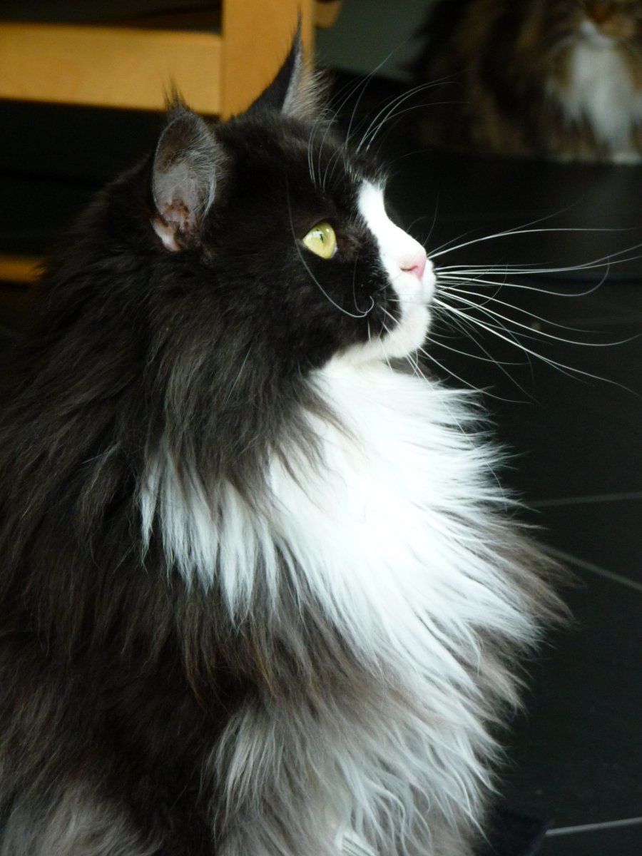 Норвежская Лесная биколор