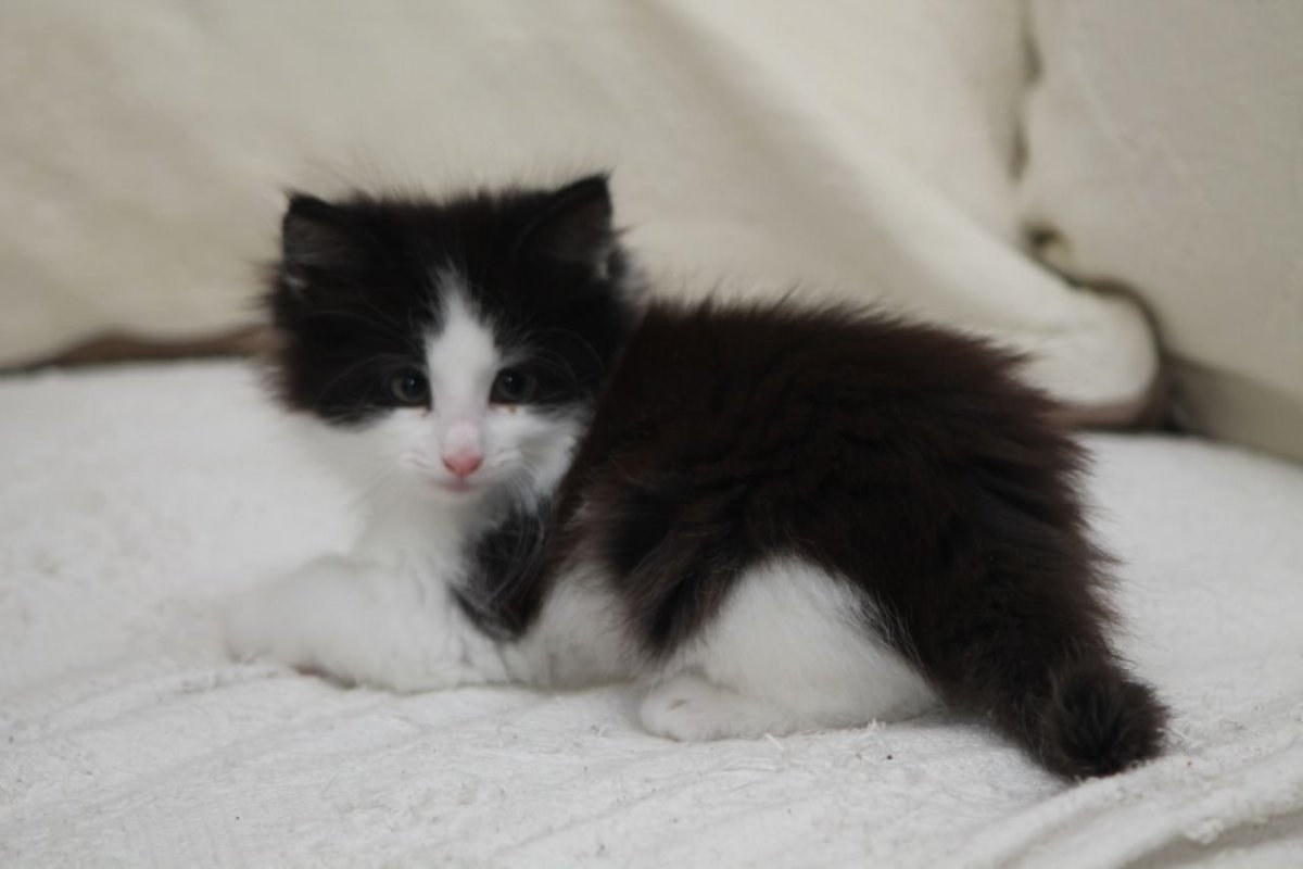 Норвежская Лесная кошка короткошерстная