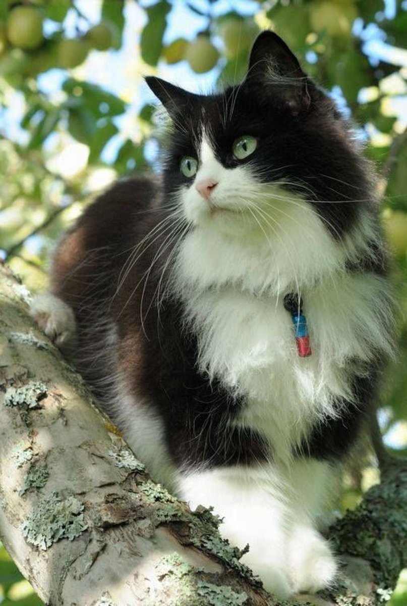 Норвежская Лесная кошка черная