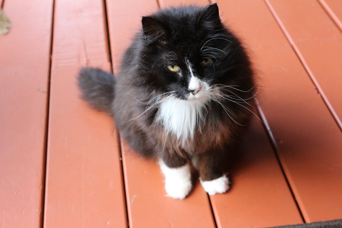 Сибирский кот черный