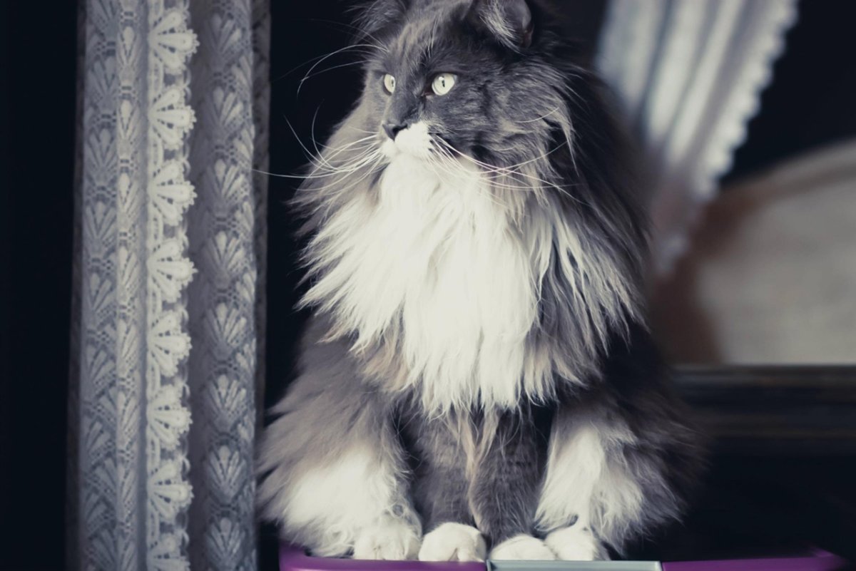 Домашняя длинношерстная кошка