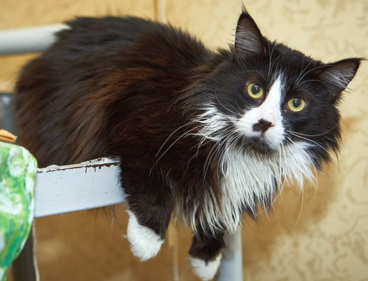 Норвежская Лесная кошка черно-белая