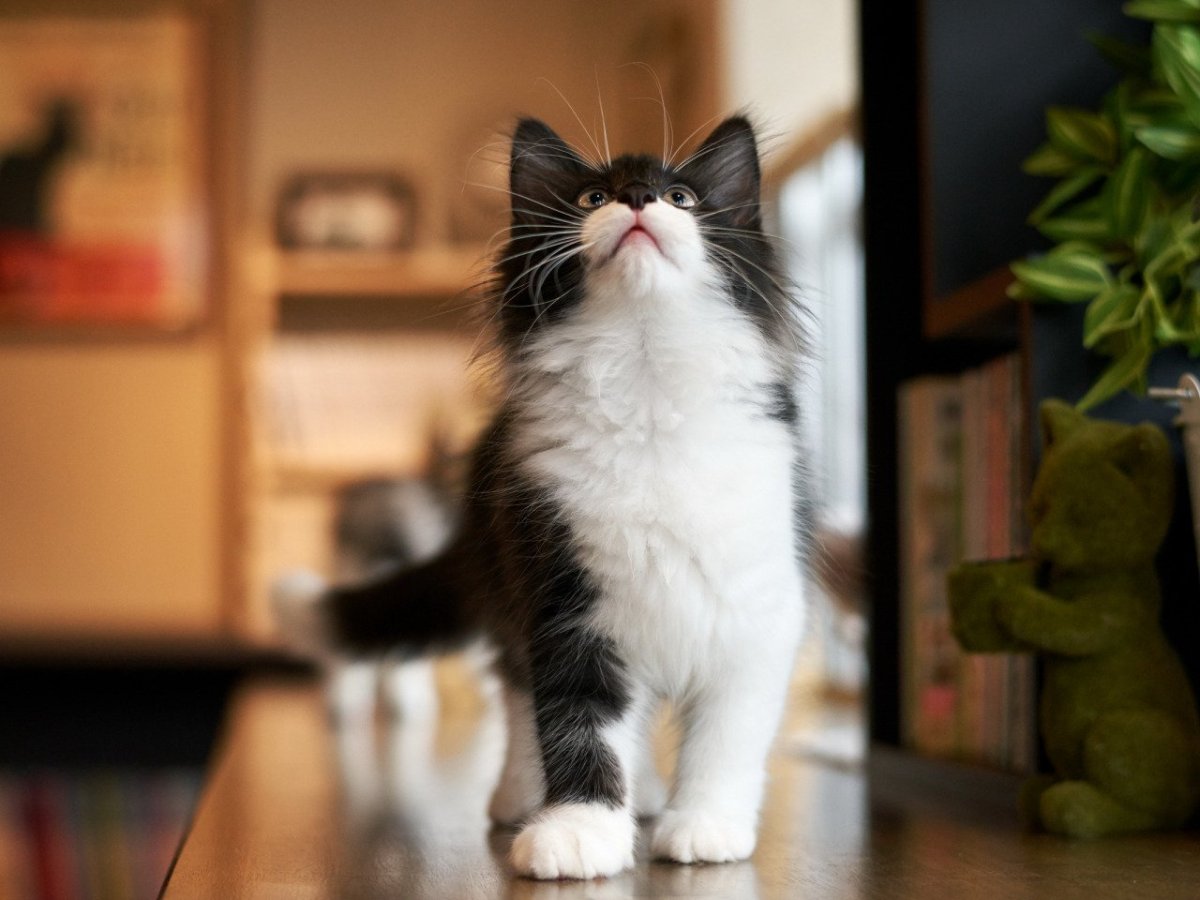 Шотландская Лесная длинношерстная