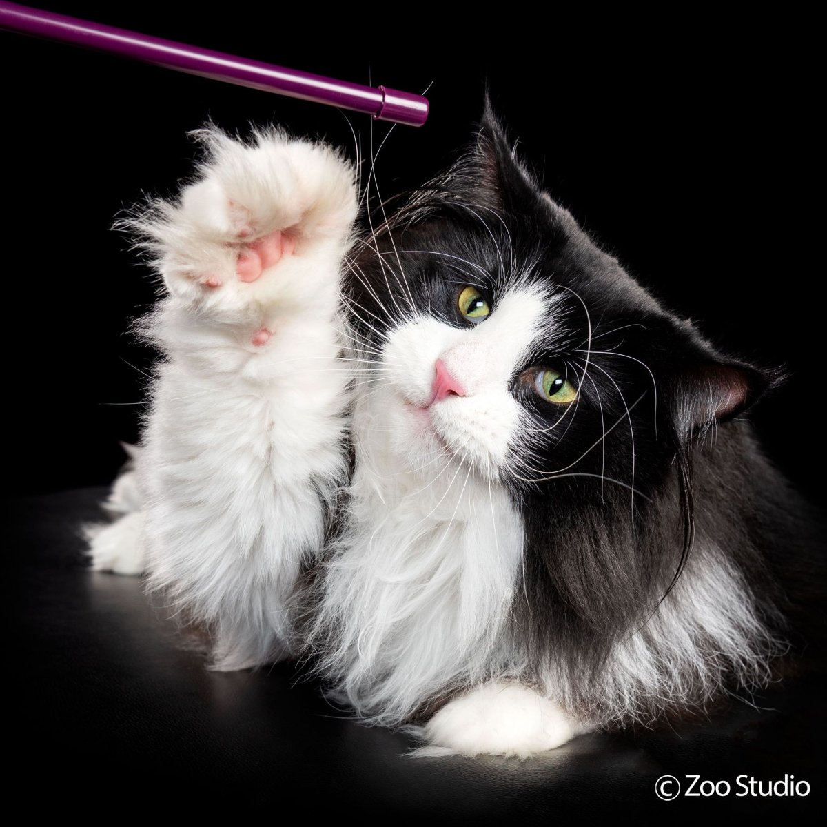 Черно белый кот в снегу