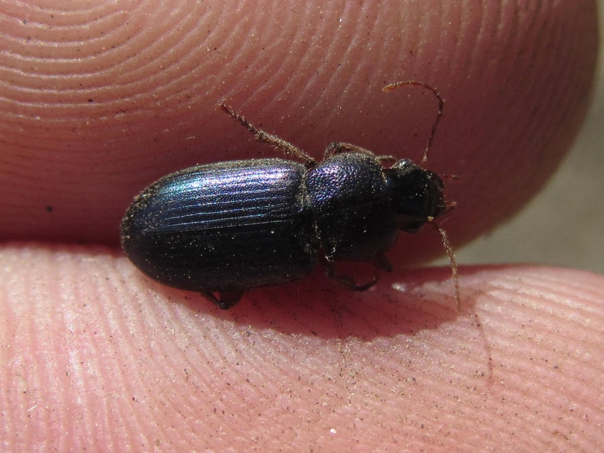 Черный Жук с маленькими рожками