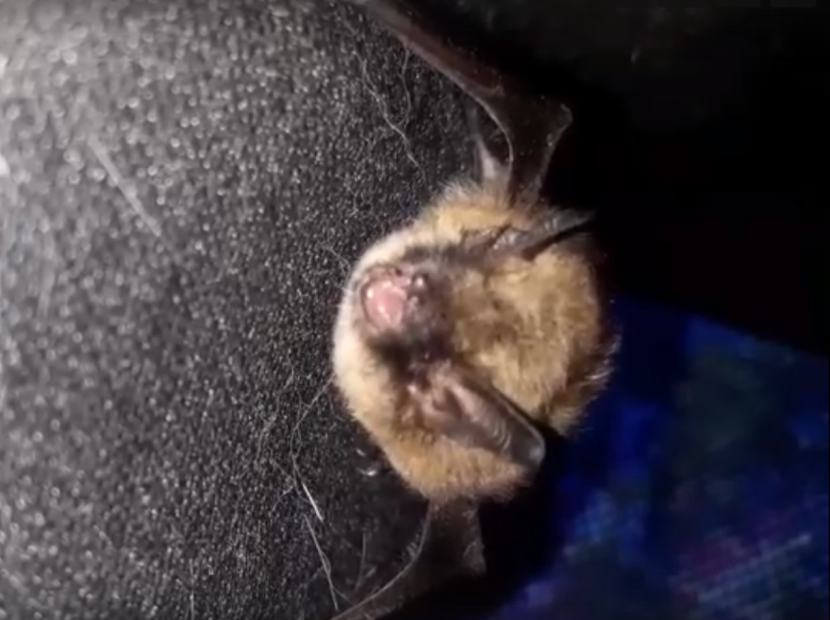 Летучие мыши в Подмосковье