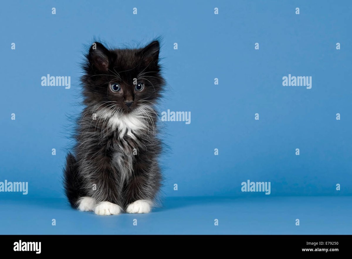 Норвежская Лесная кошка короткошерстная