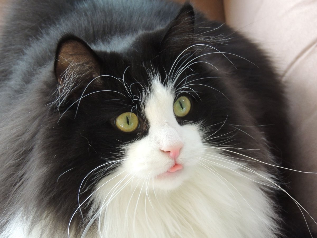 Мейн кун голубоглазый