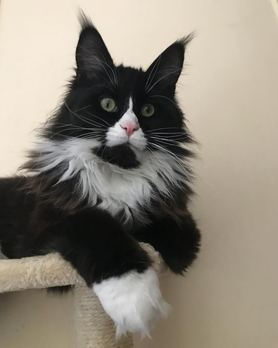 Кошка Мейн кун черно белая