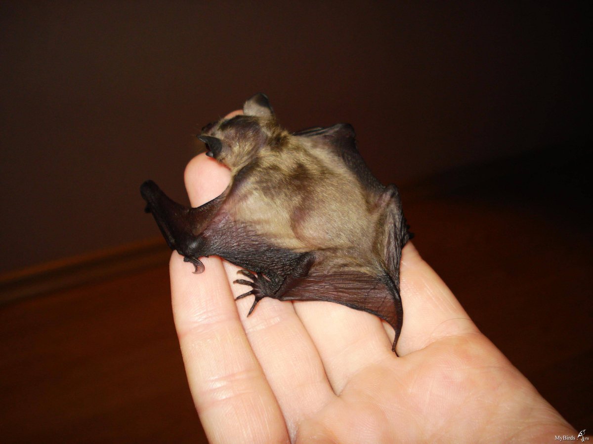 Карликовый эполетовый крылан