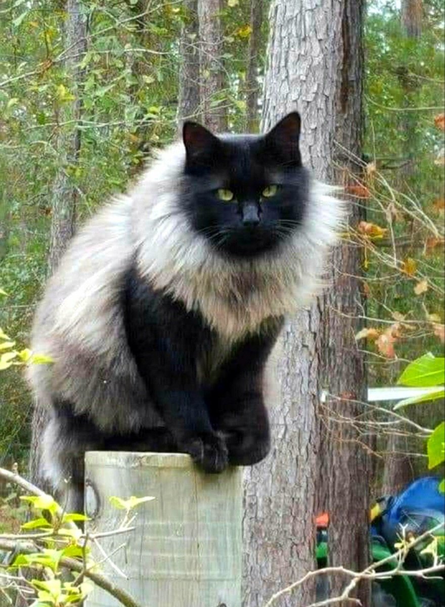 Норвежская Лесная кошка черный дым