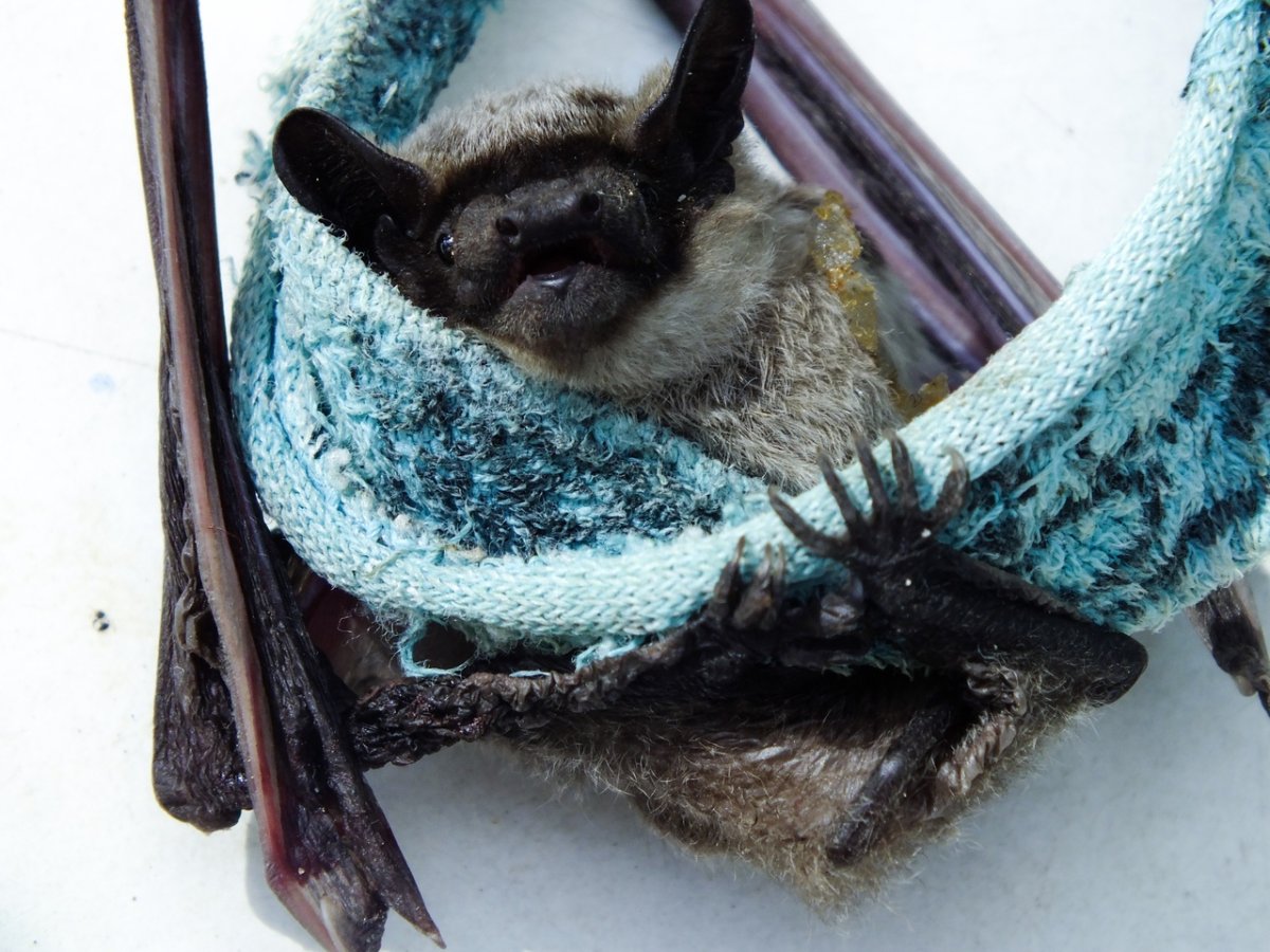 Летучая мышь Киров