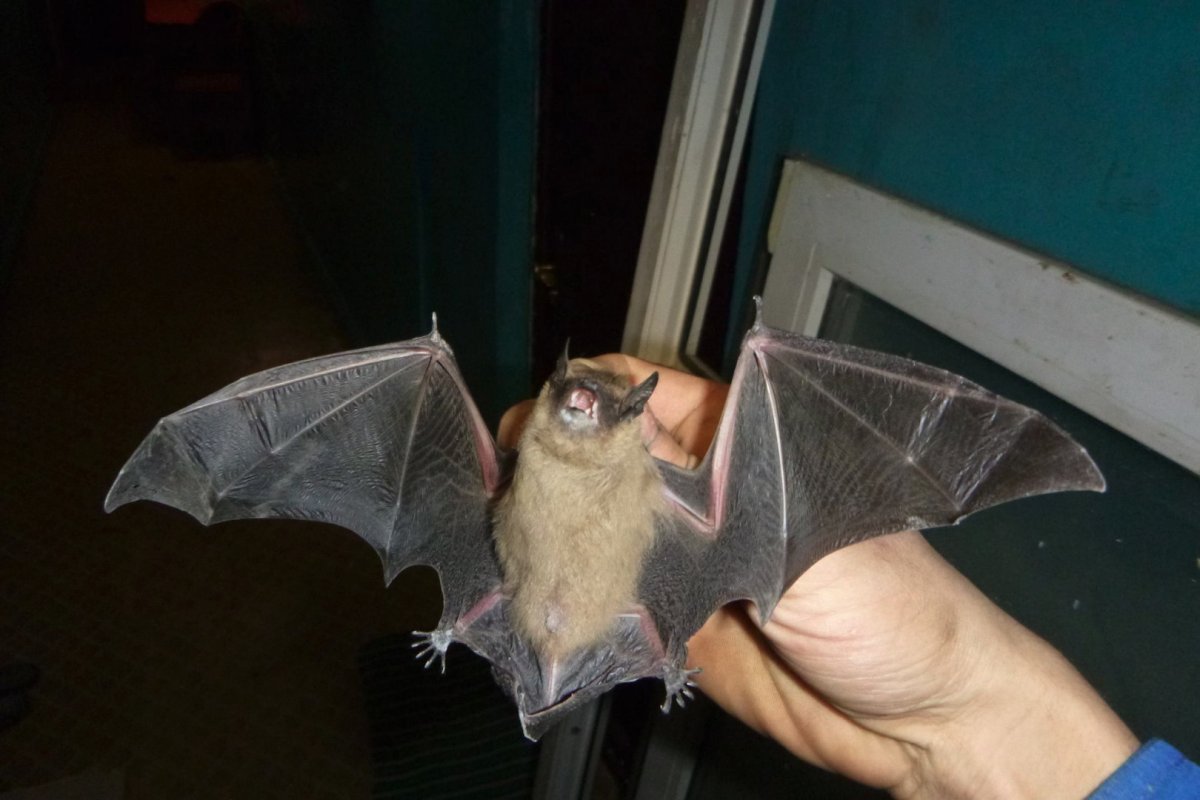 Летучая мышь залетела