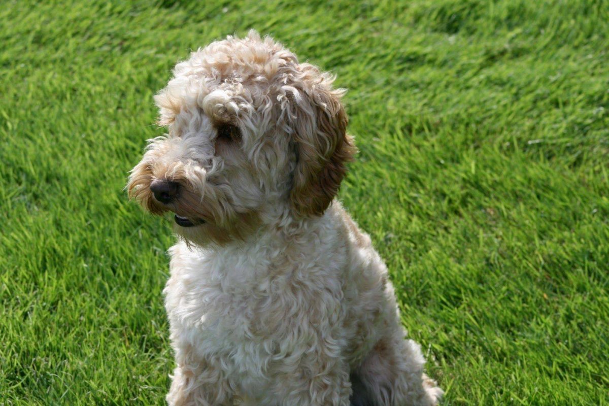 Лабрадудль f1