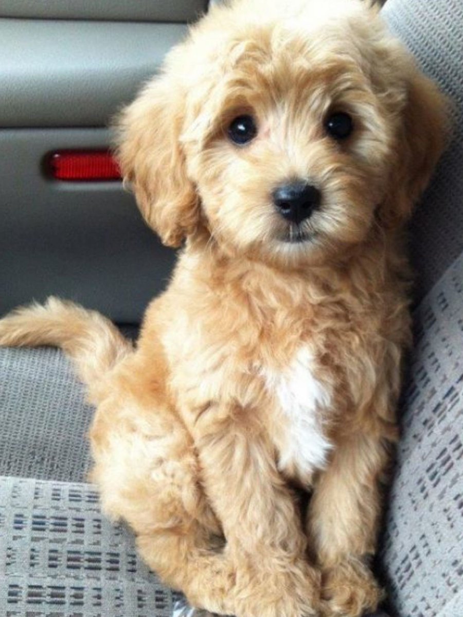 Йоркширский терьер лохматый