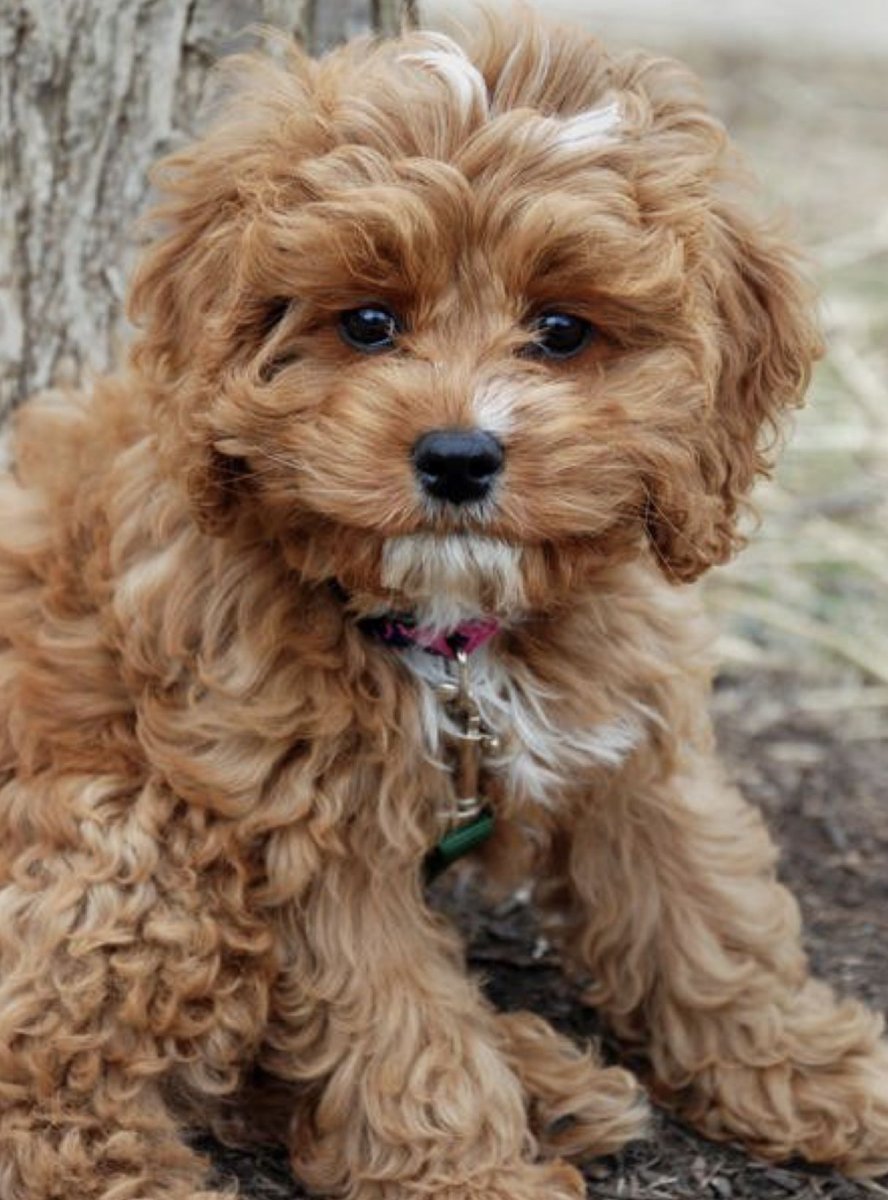 Пудель кудрявый