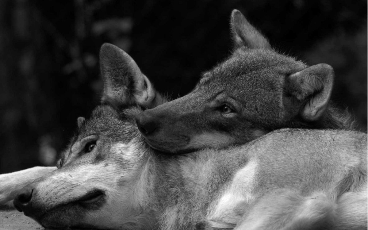 Волчья любовь