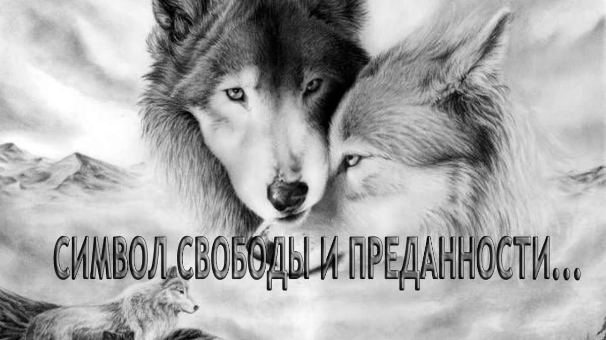 Картина волк и волчица