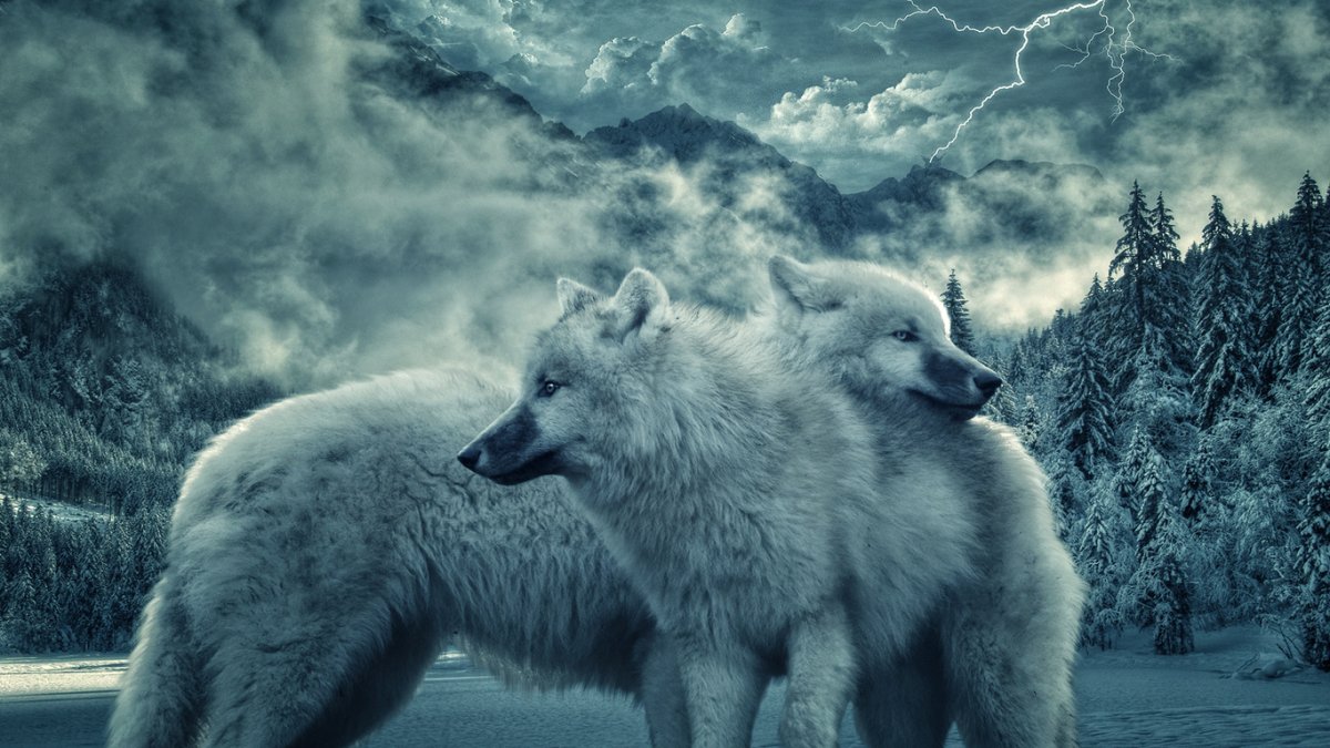 Влюбленные волки