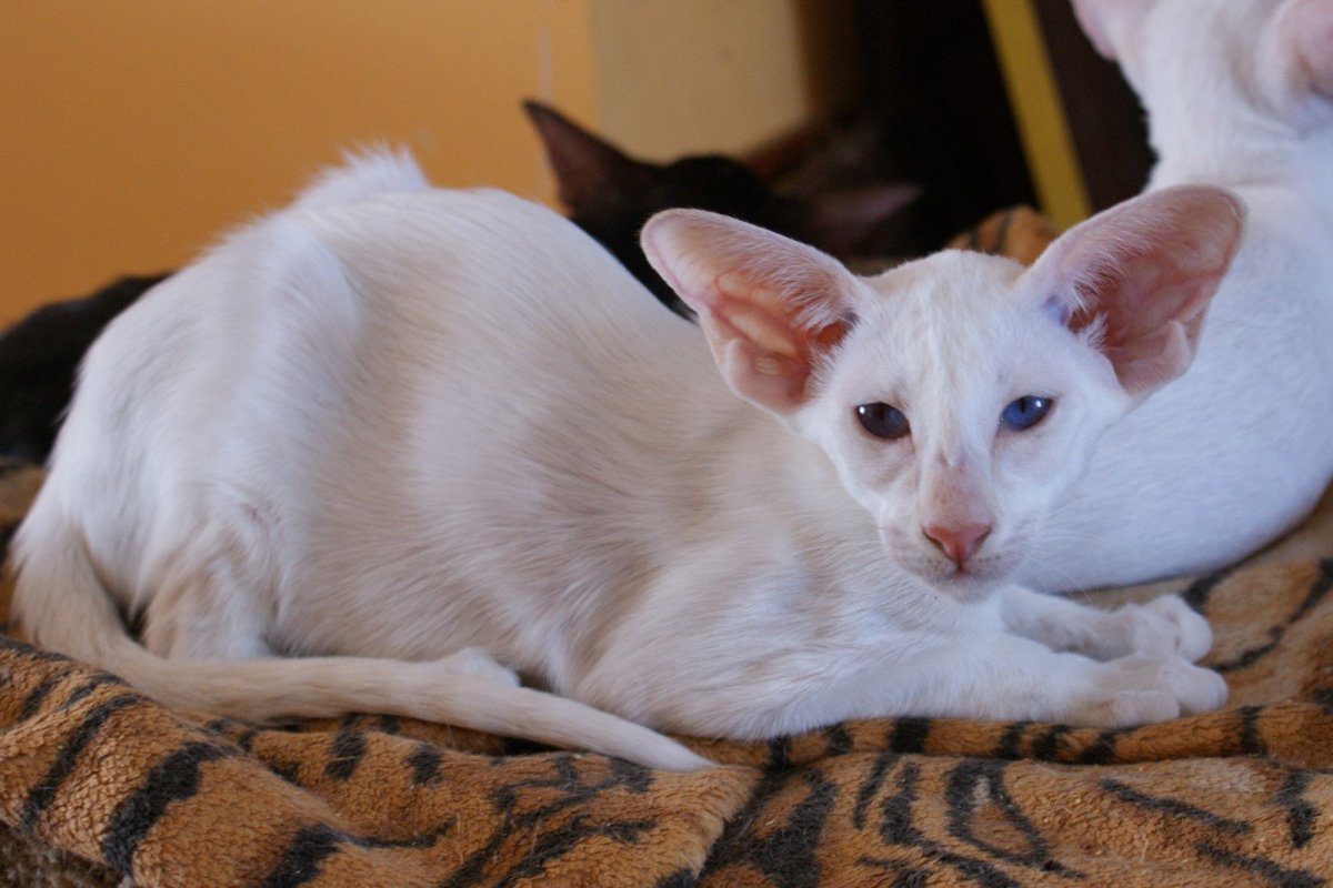 Ушастый кот порода Ориентал