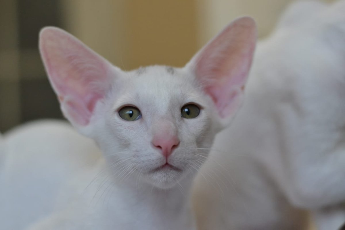 Ориентальная кошка грузин