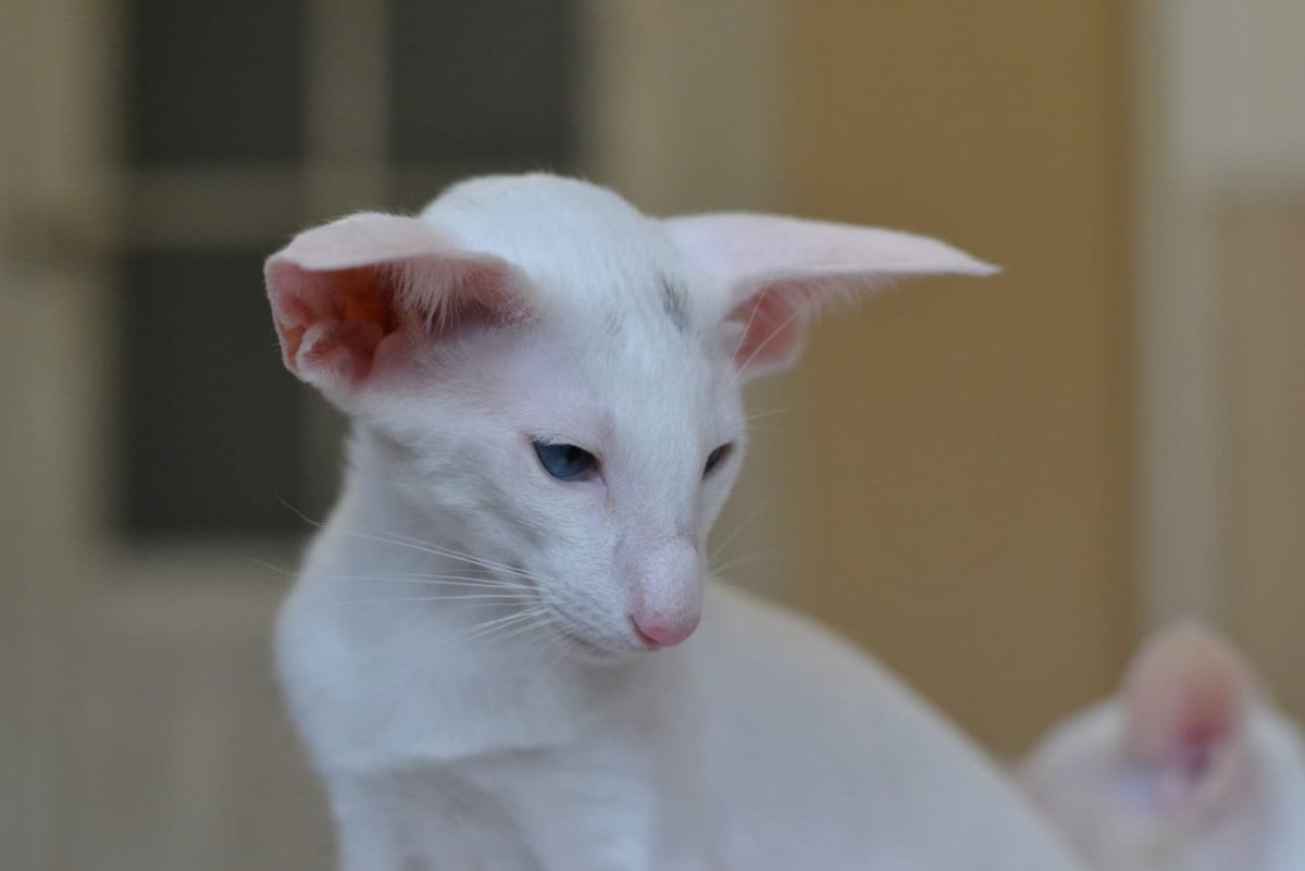 Ориентал альбинос котенок