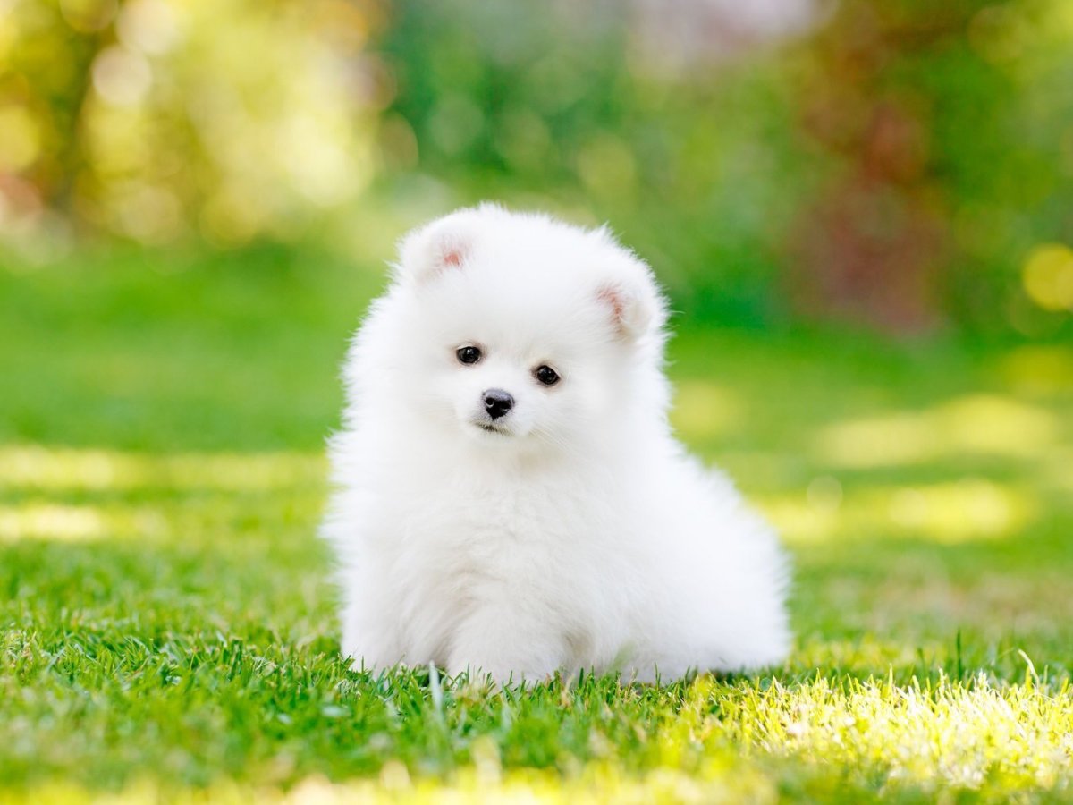 Шпиц померанский карликовый белый