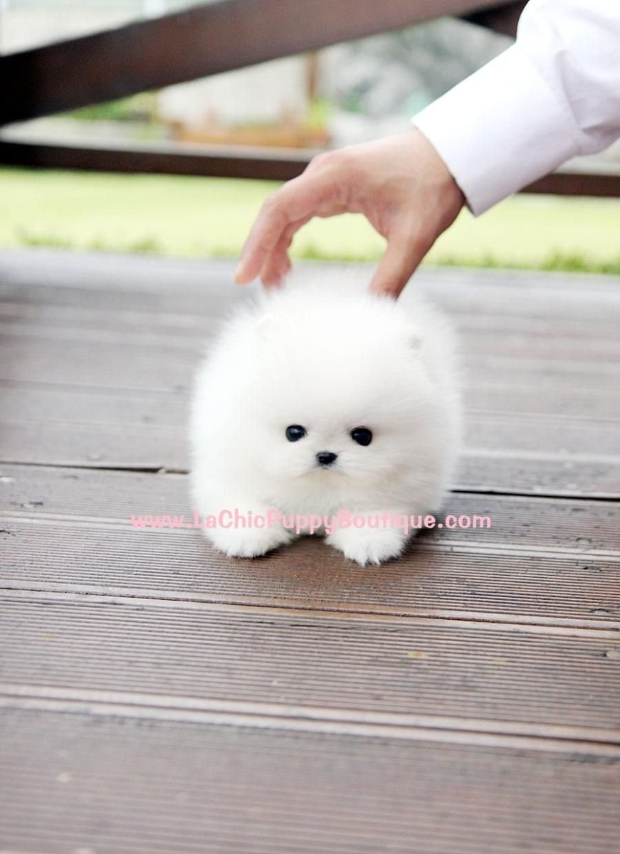 Померанский шпиц Teacup Dog