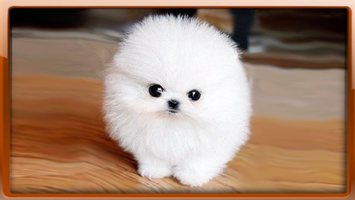 Померанский Пуппи