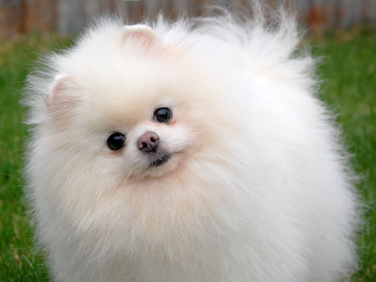 Собака японский шпиц