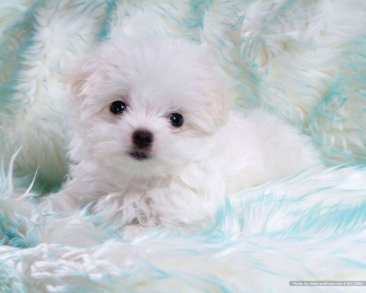 Бишон фризе Беленький