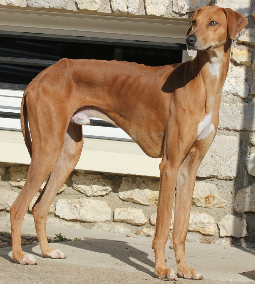 Азавак Левретка