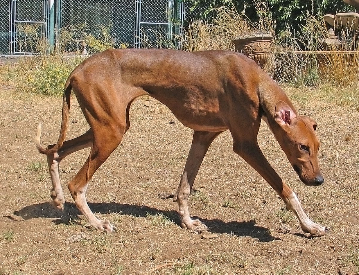 История длинноногой собаки