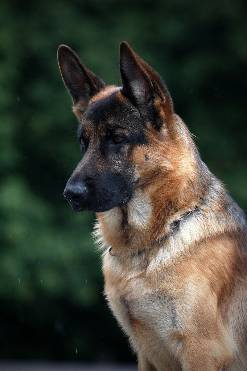 Немецкая овчарка