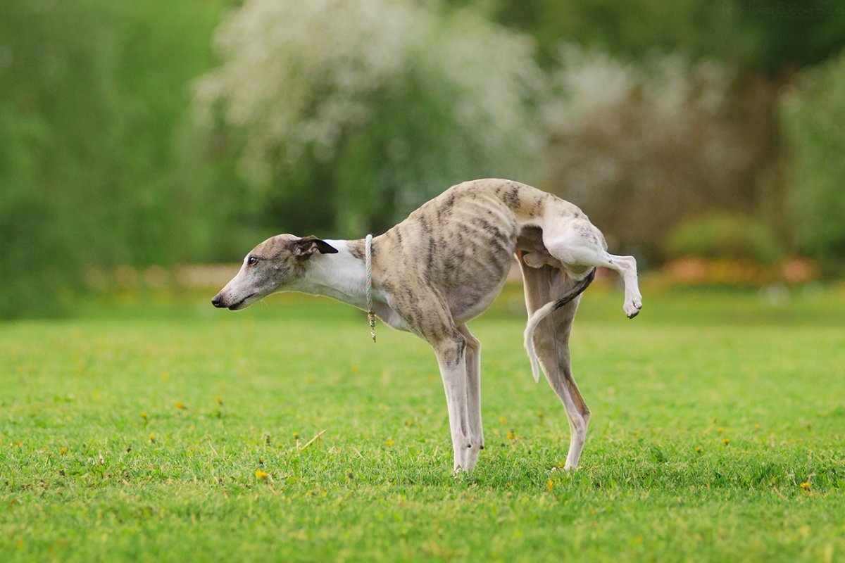 Доберман-пинчер коричневый