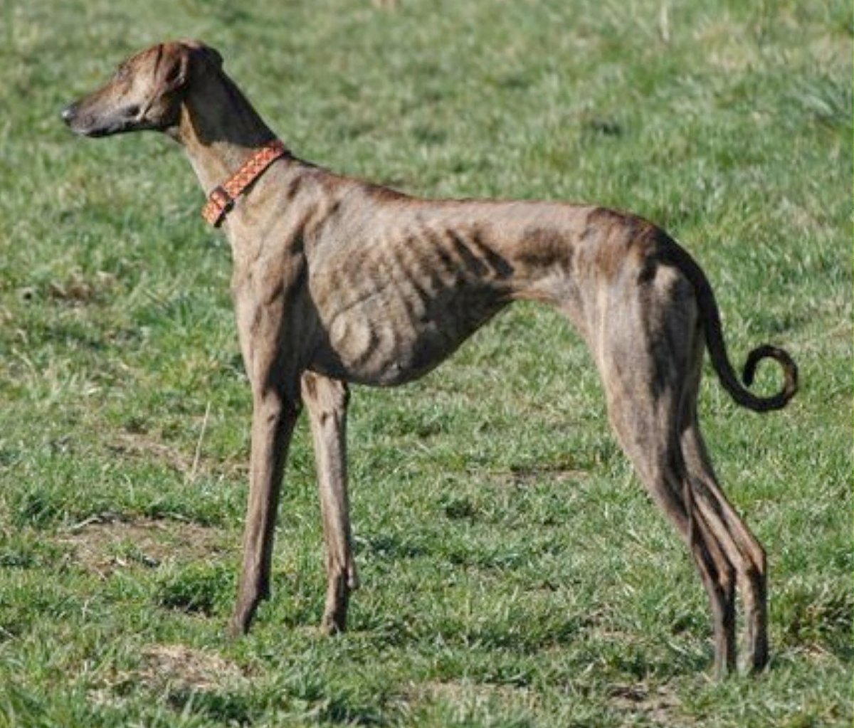 Азавак Африканская борзая длинношерстная