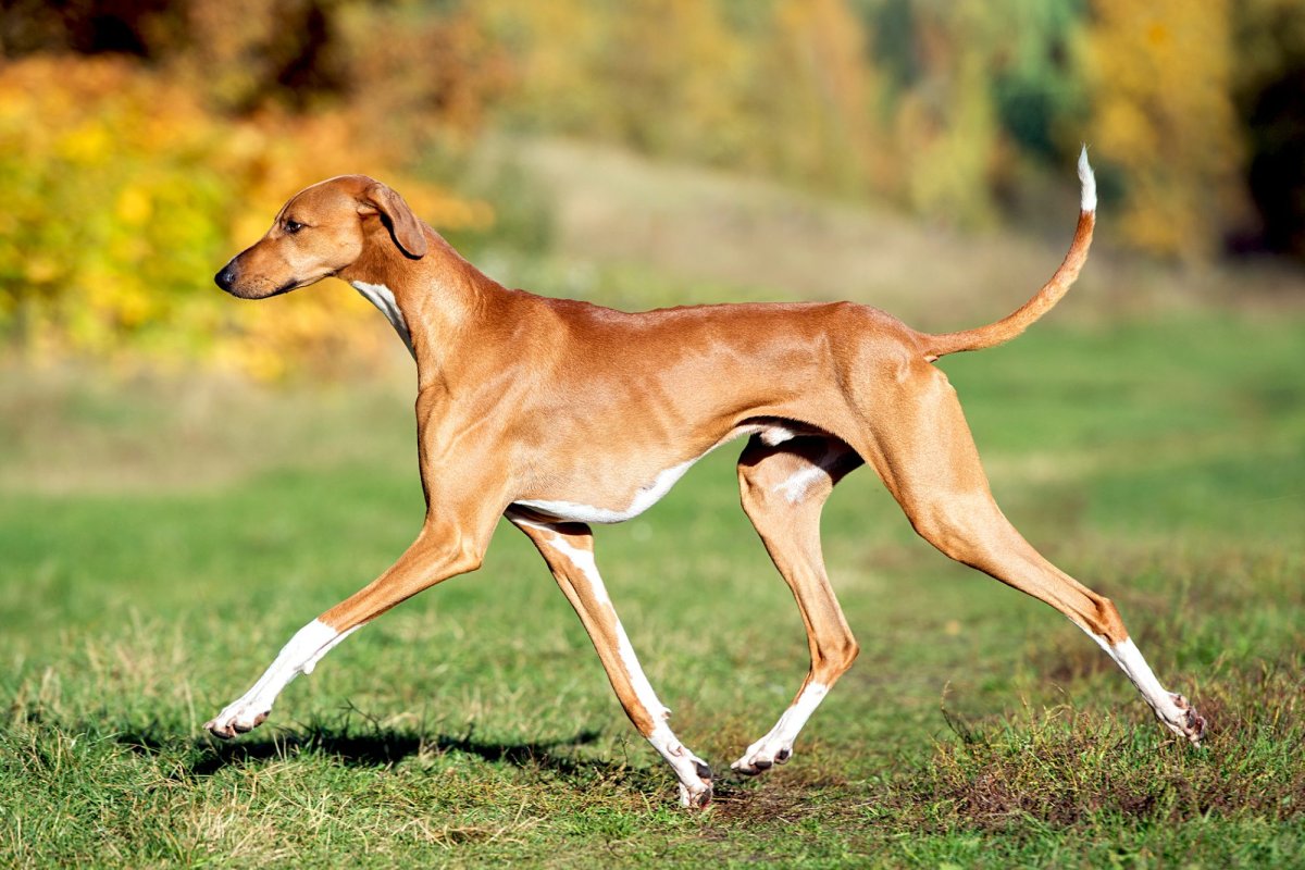 Азавак Левретка