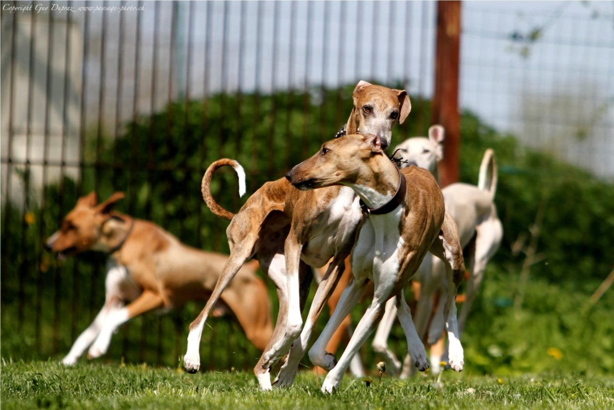 Итальянская борзая Левретка