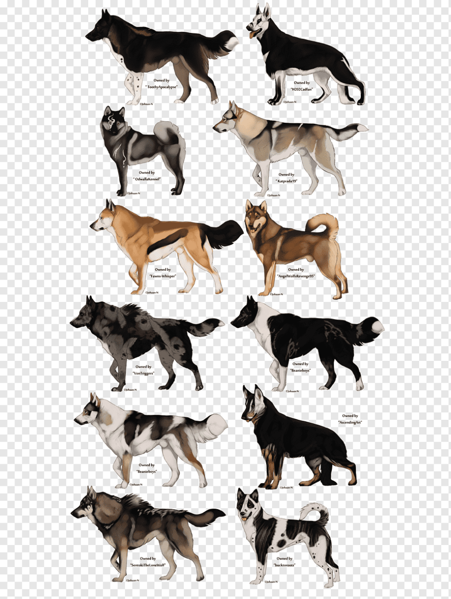 Расцветки собак