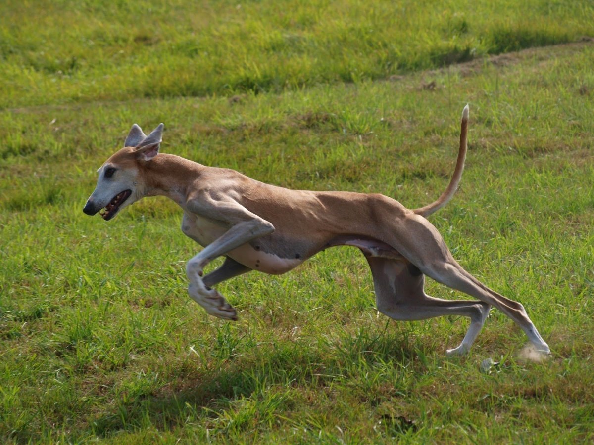 Азавак сзади