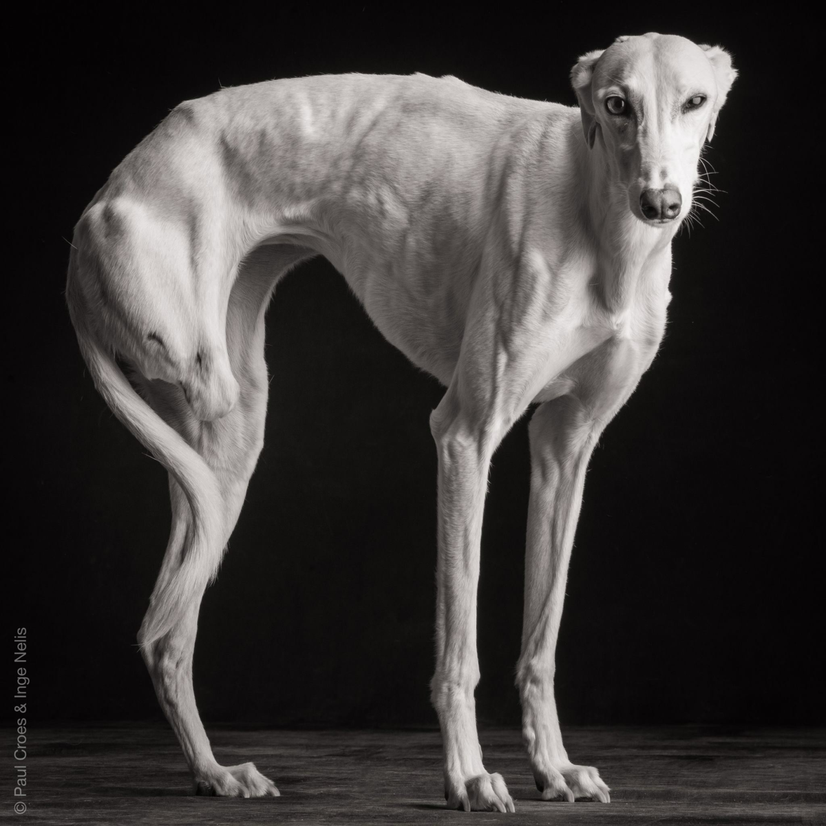 Азавак порода собак