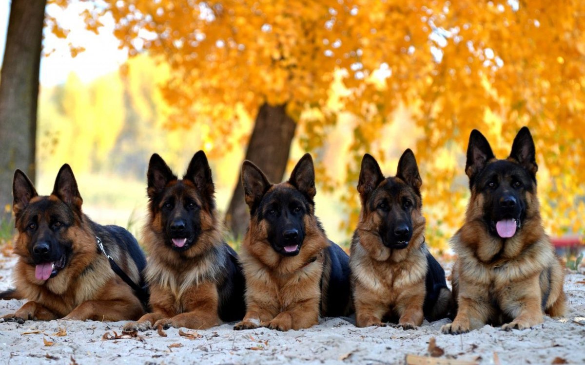 Породы собак немецкая овчарка