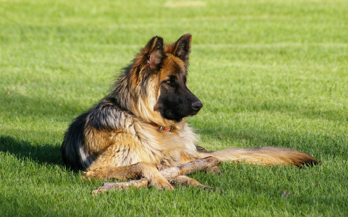 Королевская немецкая овчарка