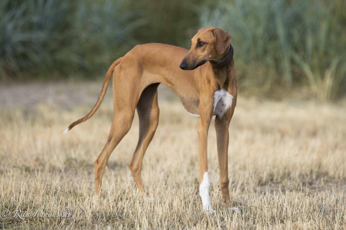 Порода борзых Азавак